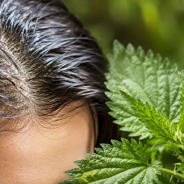 ortica per capelli grassi benefici e migliore shampoo naturale. Olio rimedio naturale capelli grassi